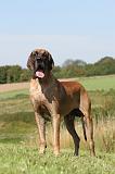DOGUE ALLEMAND 062